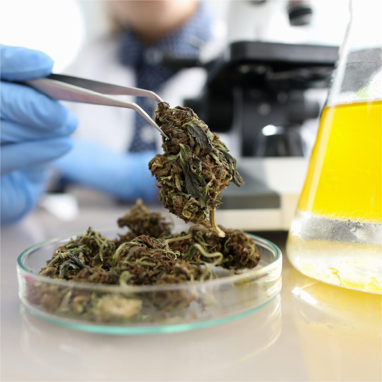 Cannabis Testing Bundle - LW Scientific